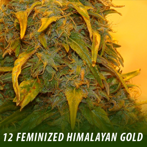 12 Feminized Himalayan Gold Cannabis Seeds