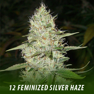 12 Feminized Silver Haze Seeds Cannabis Seeds