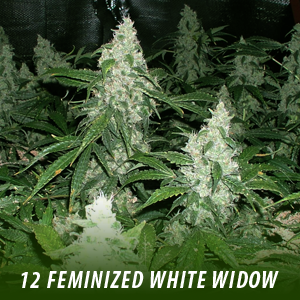 12 Feminized White Widow Cannabis Seeds