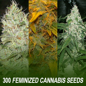 300 Feminized Cannabis Seeds