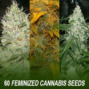 60 Feminized Cannabis Seeds